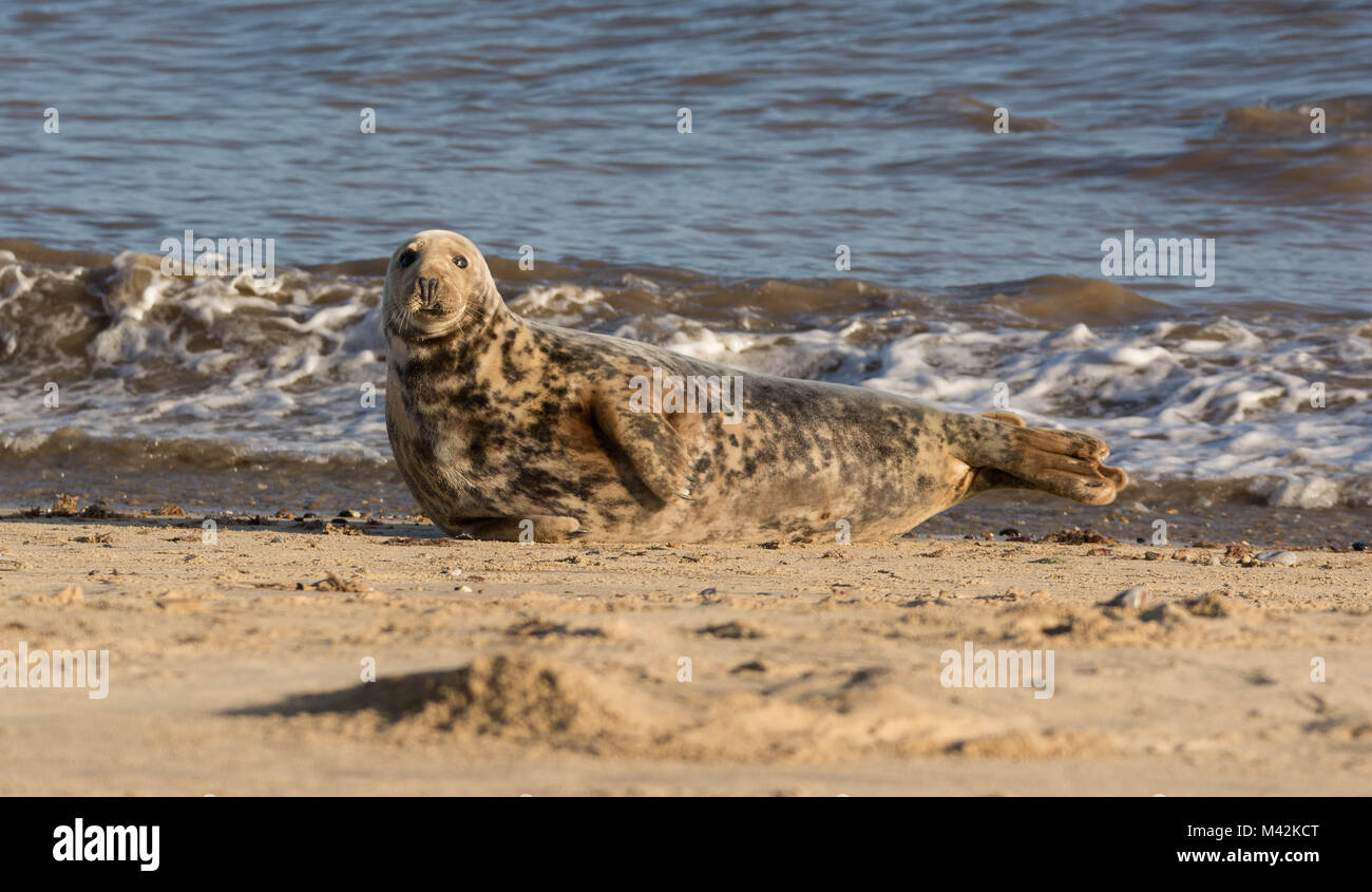 Grey Seal Stock Photo