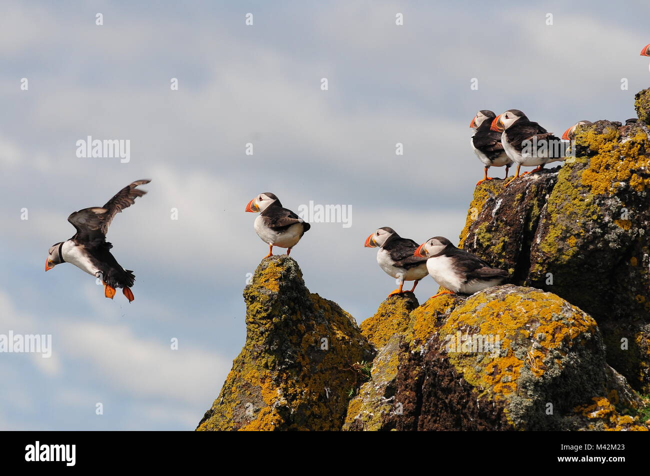 Puffins diving off a cliff Stock Photo Alamy