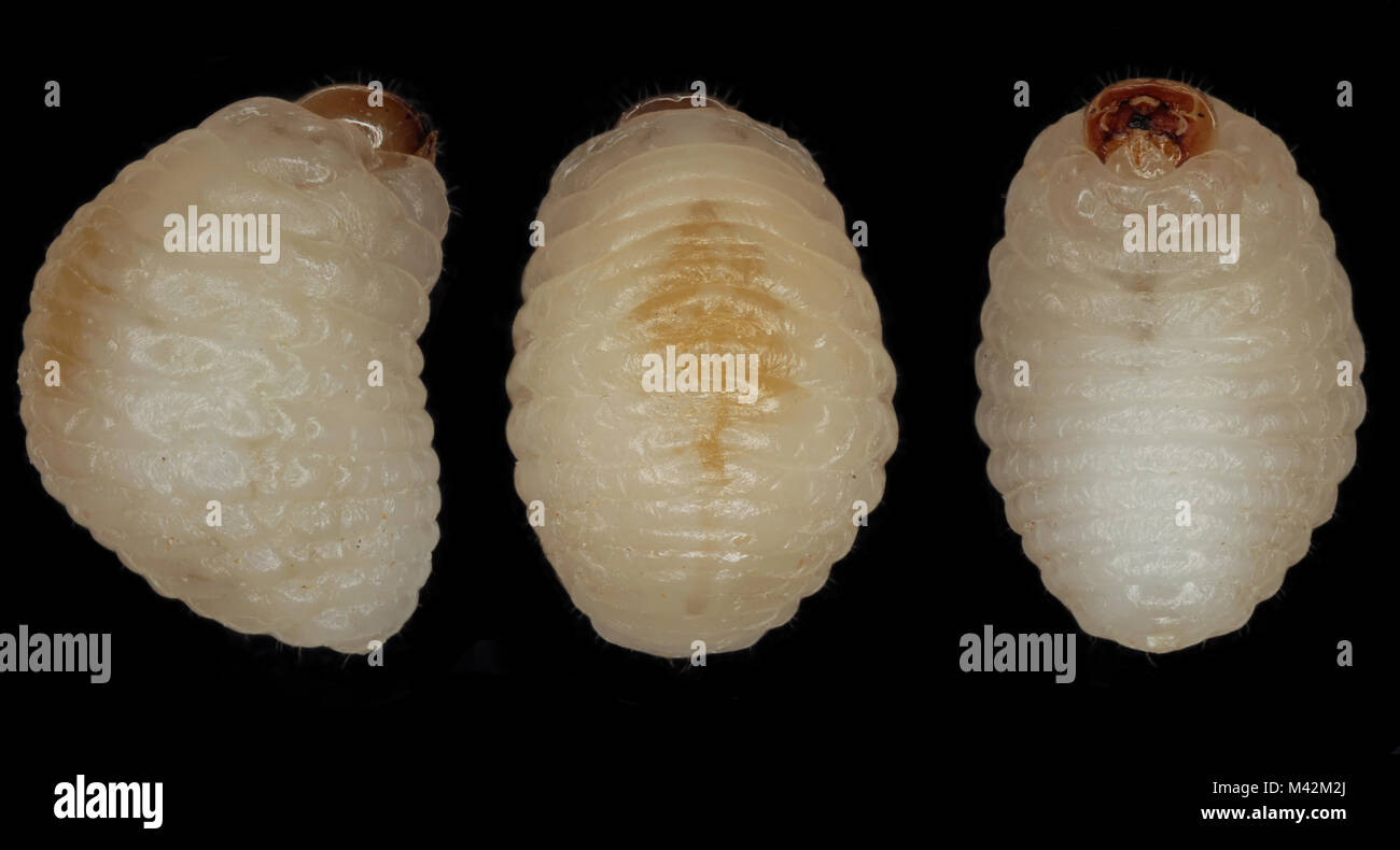 Wheat weevil or granary weevil (Sitophilus granarius) larva removed from wheat grain on black background in three shots Stock Photo