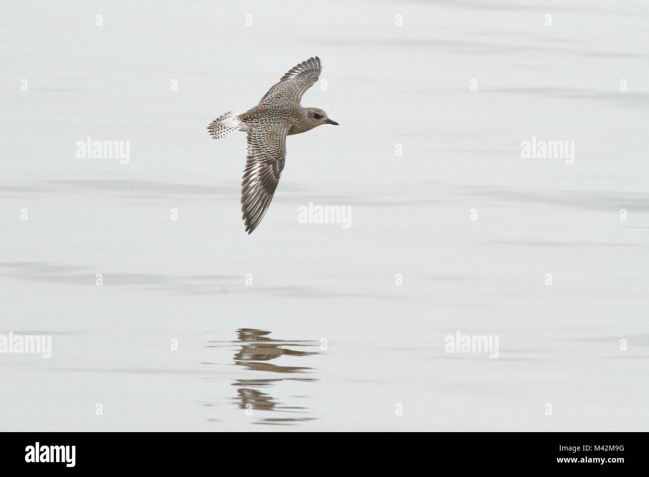 Lombary, Italy. Grey Plover Stock Photo Alamy