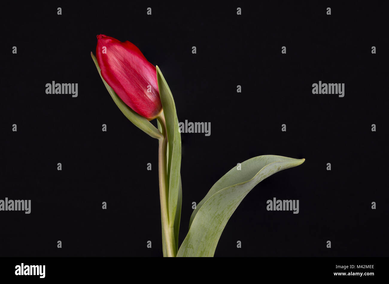 An image of a red tulip against a black background Stock Photo