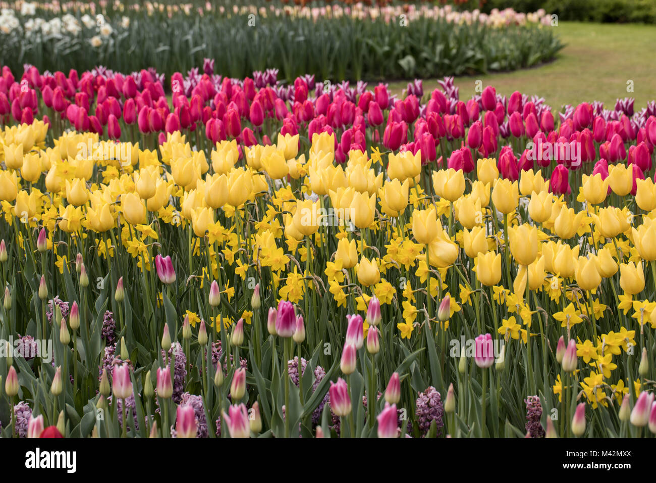 colorful tulips flowers blooming in a garden Stock Photo - Alamy