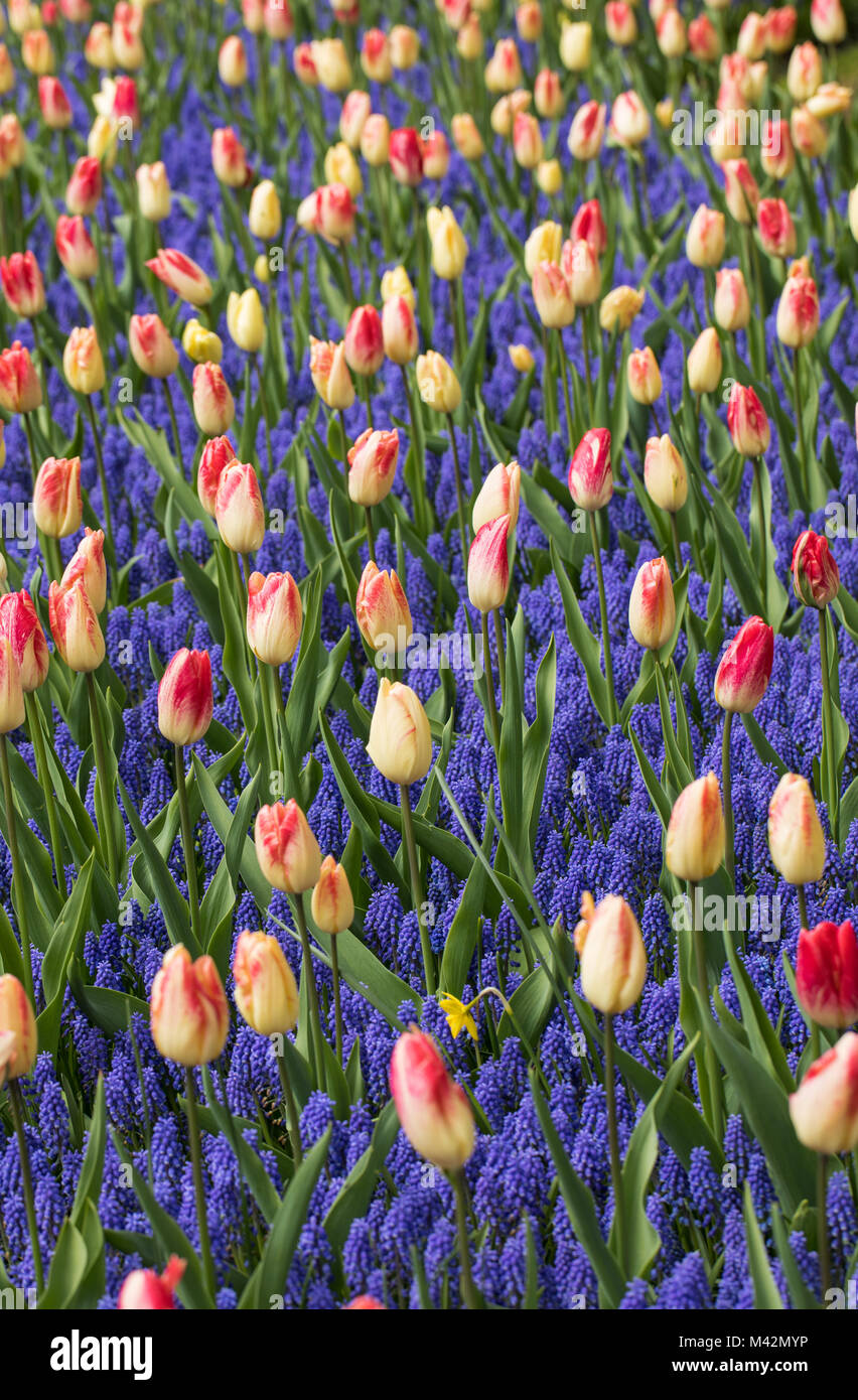 colorful tulips and grape hyacinth blooming in a garden Stock Photo - Alamy