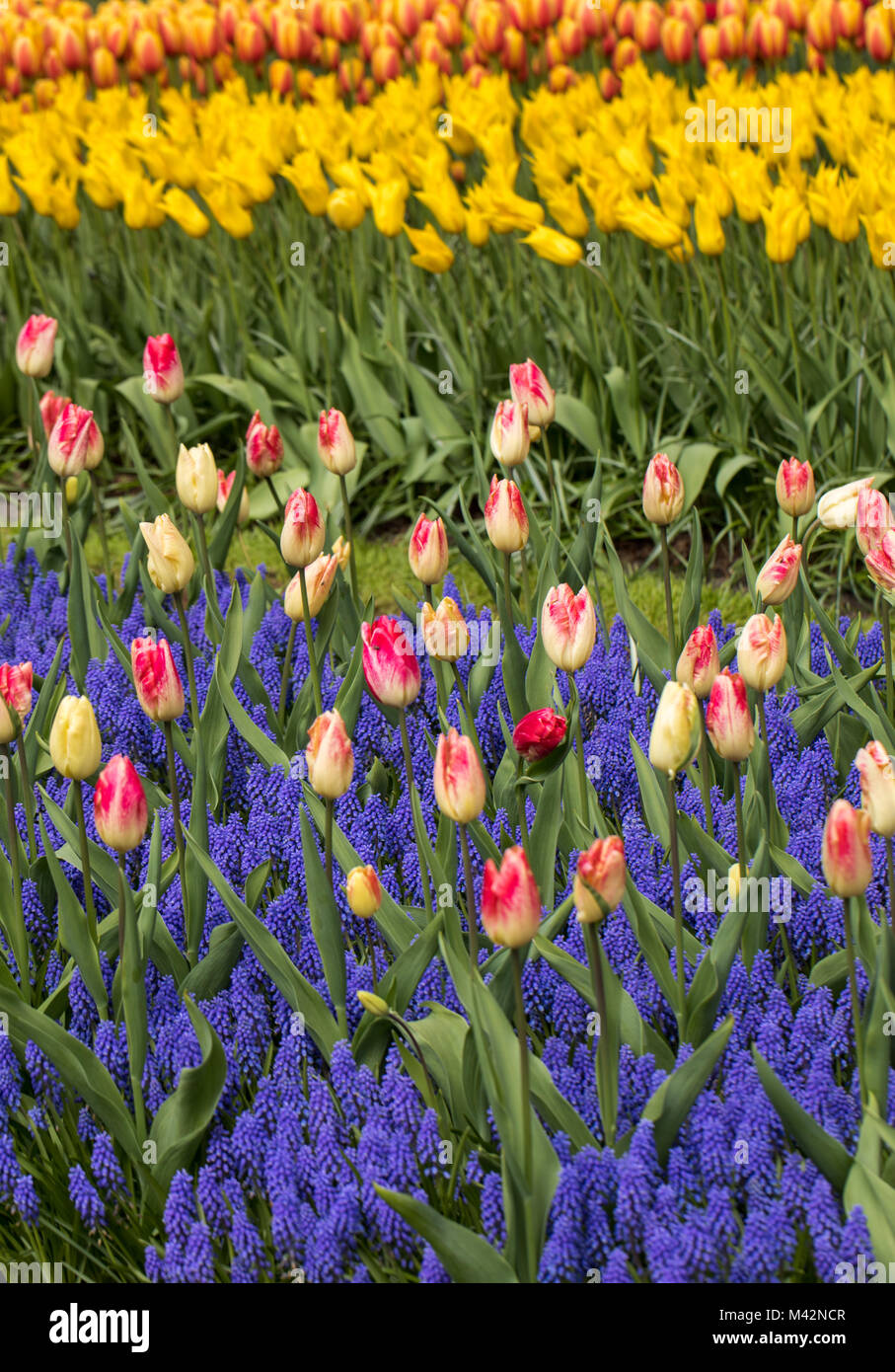 colorful tulips and grape hyacinth blooming in a garden Stock Photo - Alamy