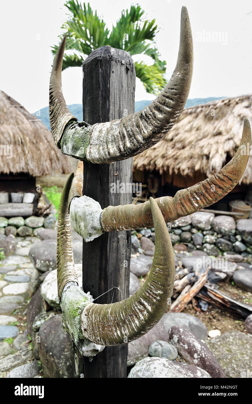 Carabao bubalus bubalis hires stock photography and images Alamy