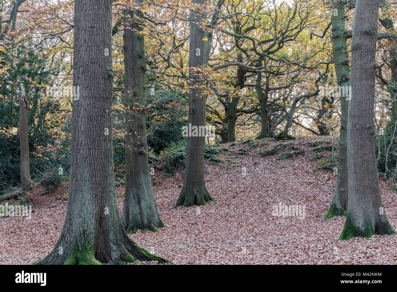 An image of woodland trees and a carpet of autumn leaves taken in the morning at Swithland Woods, Leicestershire, England, UK Stock Photo
