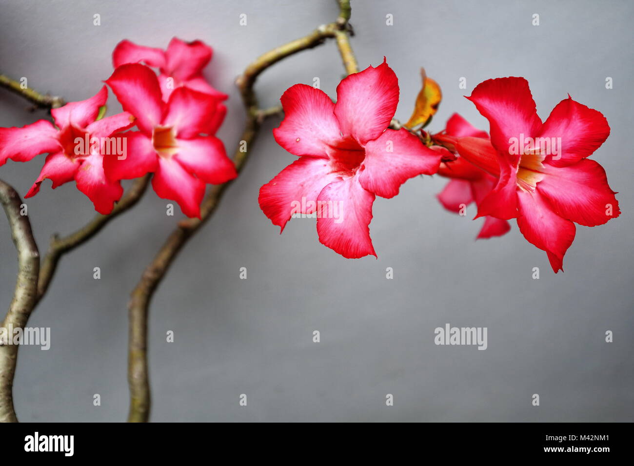 Red Pinkish Desert Rose Flowers Blooming In A Garden Between The