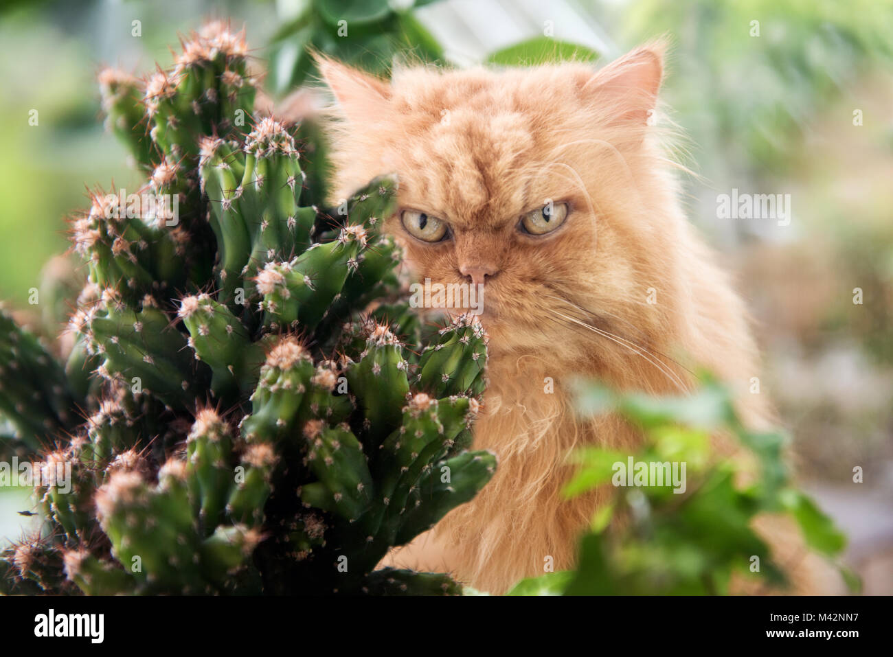 Angry looking orange Persian cat with cactus plant Stock Photo