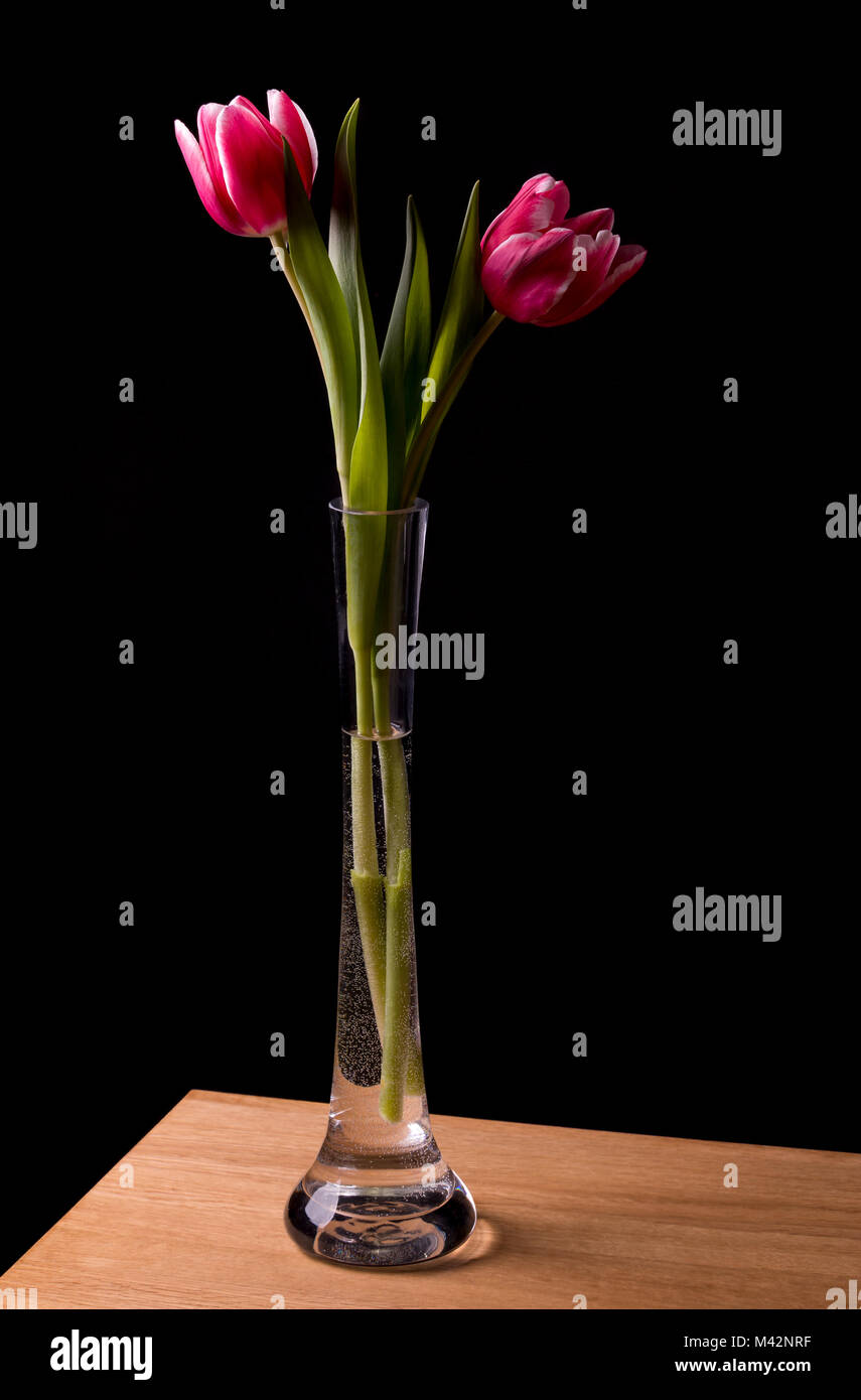An image of two tulips in a glass vase, on an oak table with a black background. Stock Photo