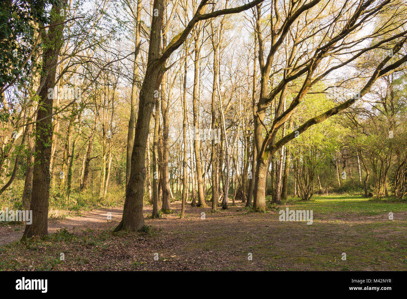 An image of a woodland path between trees, taken on a Spring evening at Swithland Woods, Leicestershire, England, UK Stock Photo