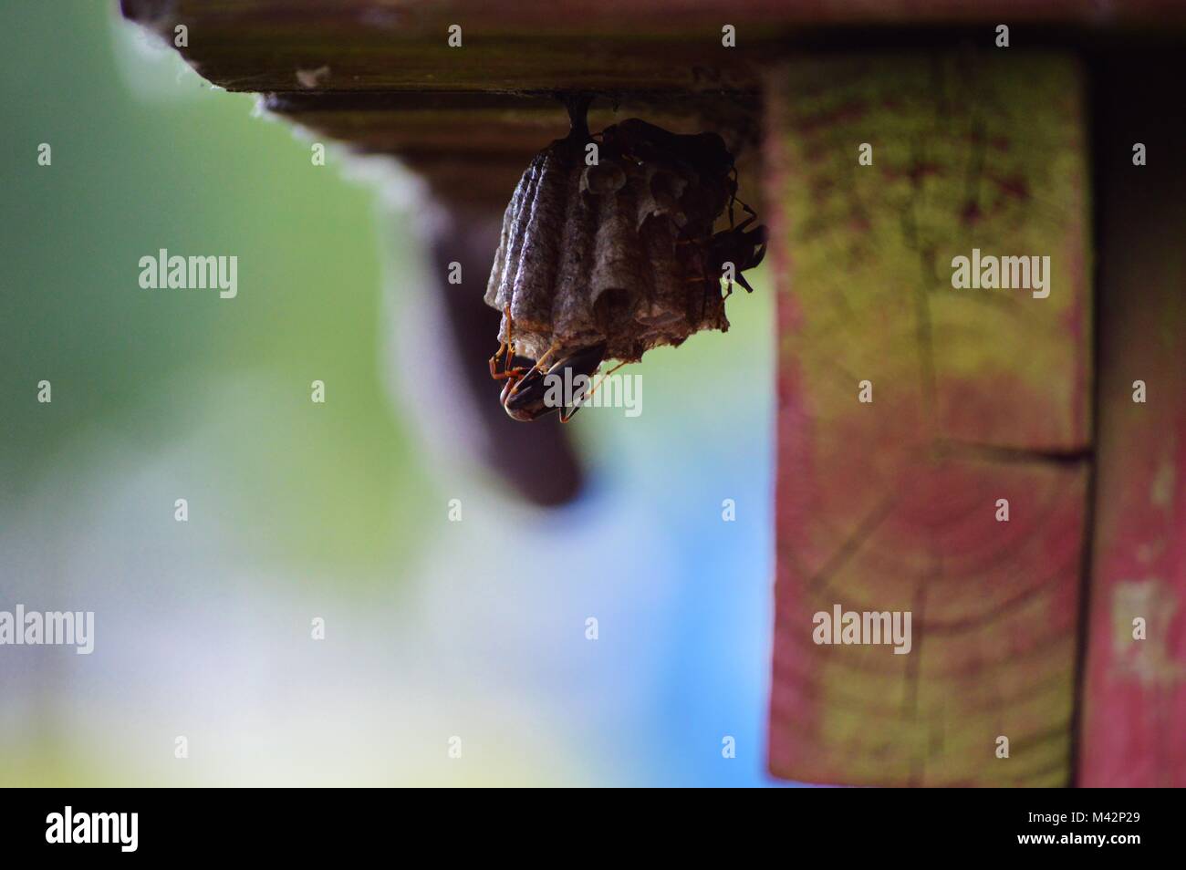 broken liquor bottle Stock Photo Alamy