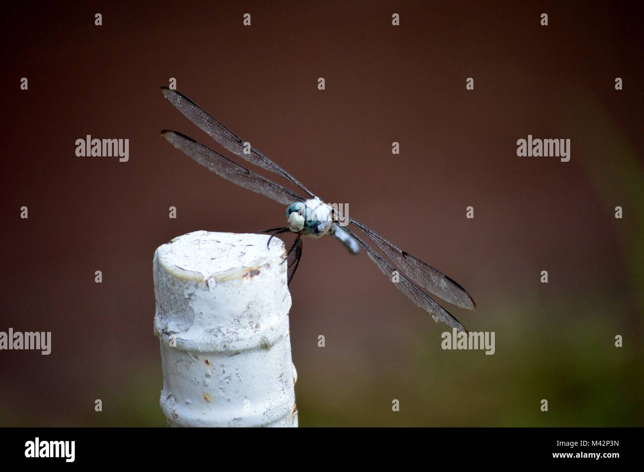 broken liquor bottle Stock Photo Alamy