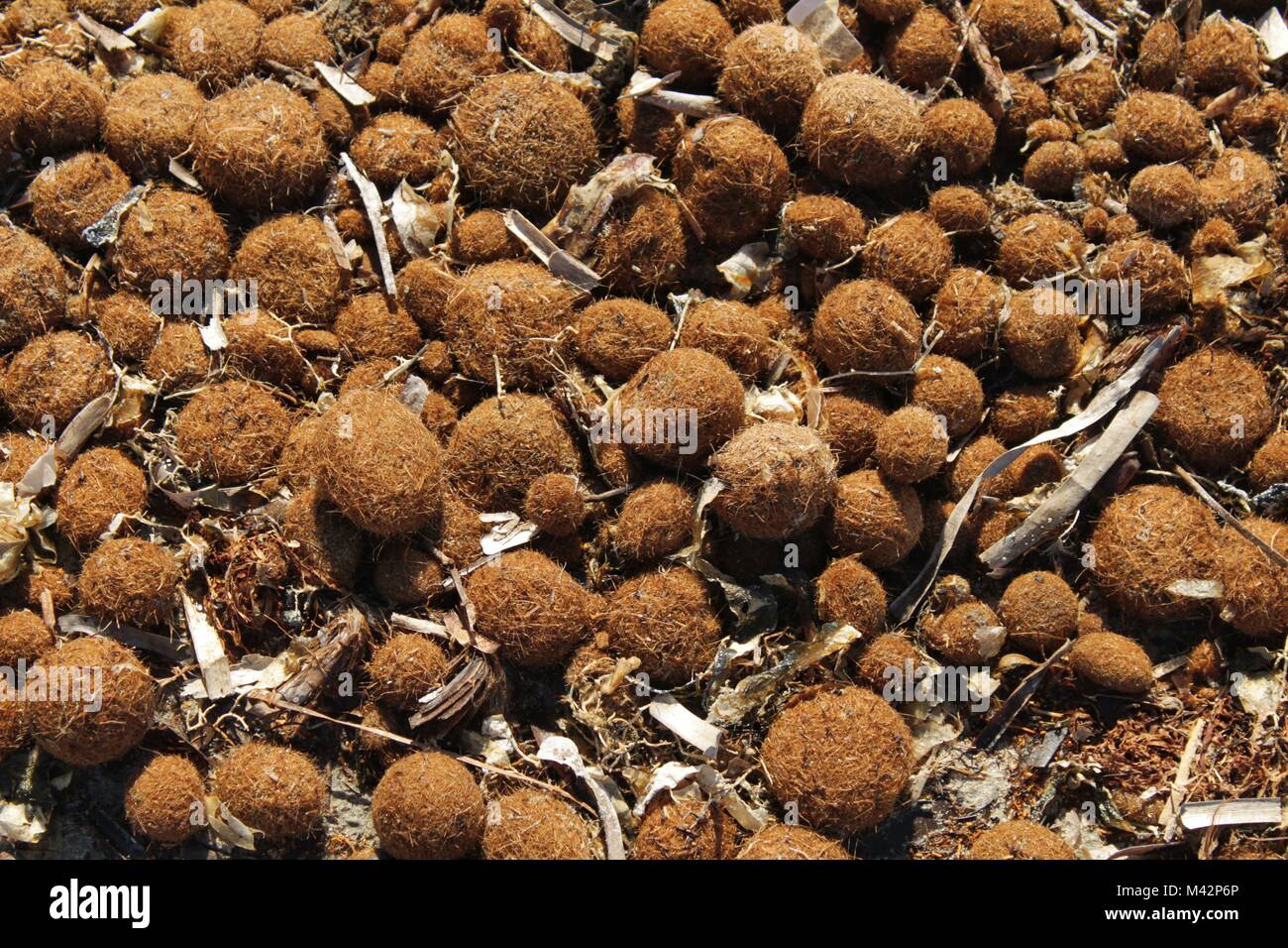 Dry oceanic posidonia seaweed balls on the beach and sand texture in a sunny day in winter Stock Photo