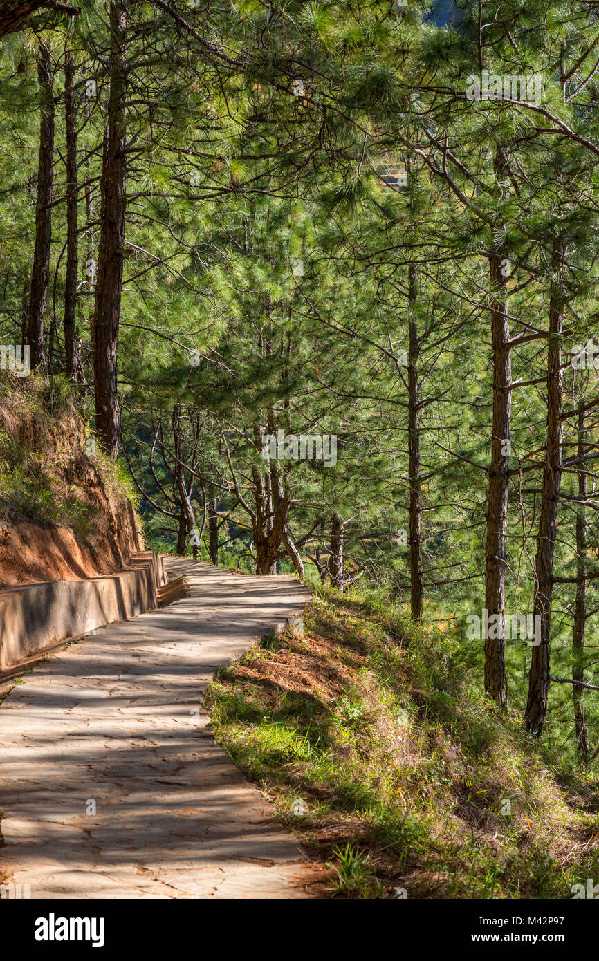 Punakha, Bhutan.  Evergreen Forest on Hillside above the Mo River Valley. Stock Photo