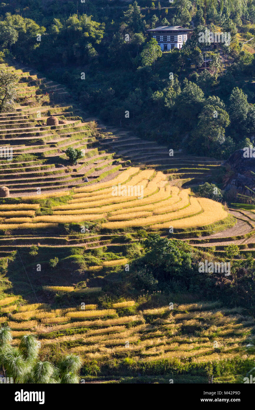 Punakha, Bhutan.  Rice Terraces on Hillside above the Mo River Valley, Ready for harvest. Stock Photo