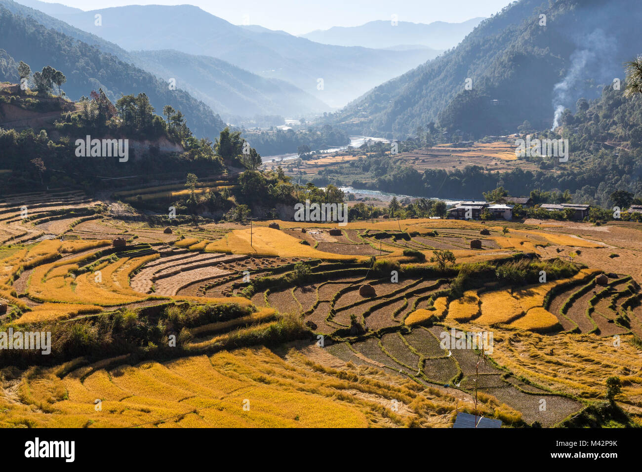 Punakha, Bhutan.  Rice Terraces at Harvest Time along the Mo River Valley, Early Morning. Stock Photo