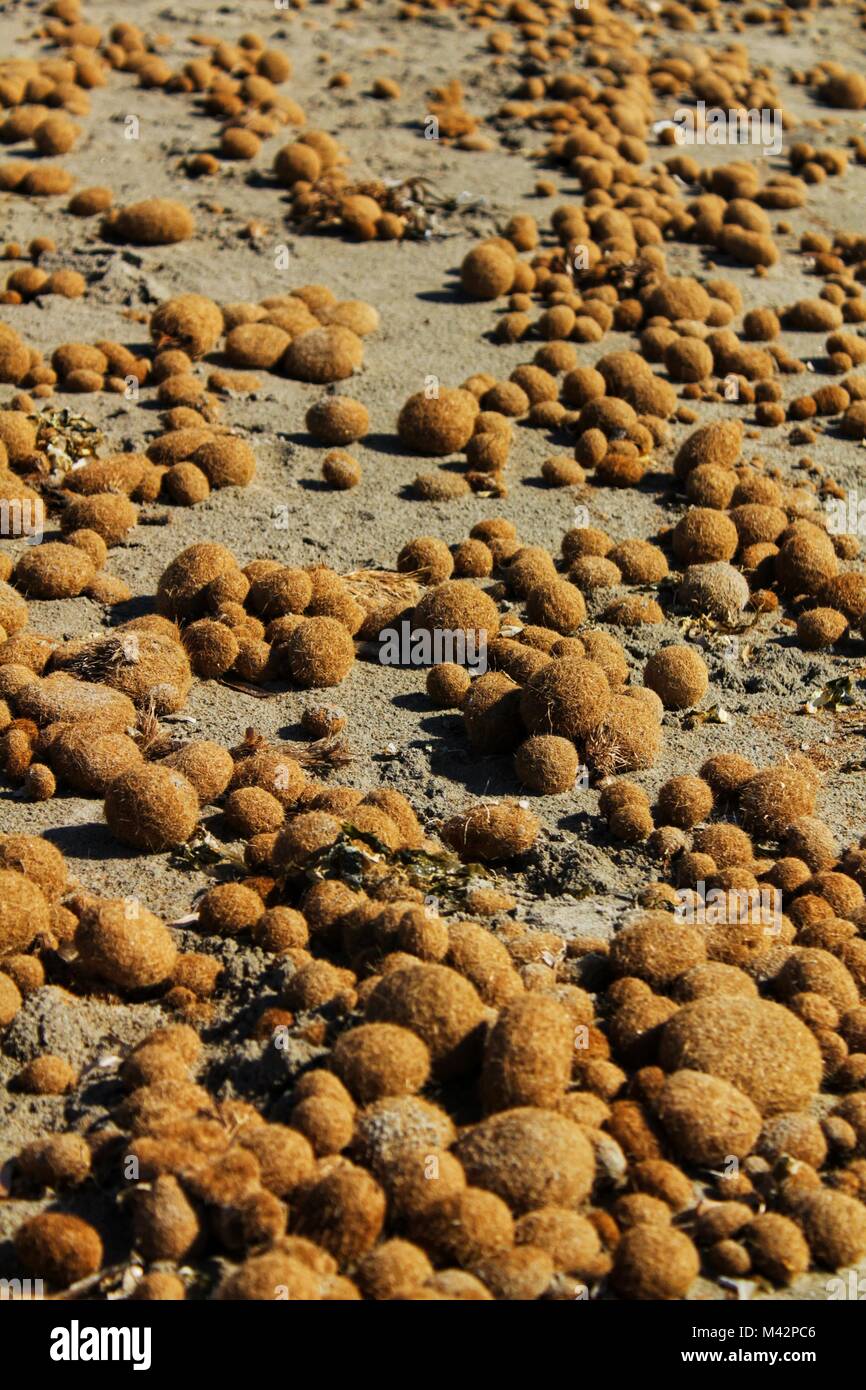 Dry oceanic posidonia seaweed balls on the beach and sand texture in a