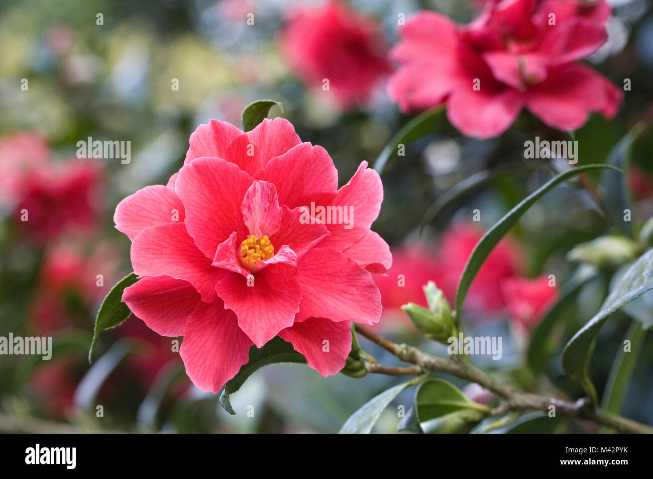 Camellia 'Freedom Bell' flowers. Stock Photo