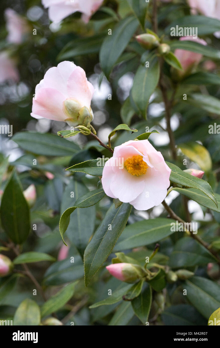 Camellia x williamsii 'Hiraethlyn' flowers. Stock Photo