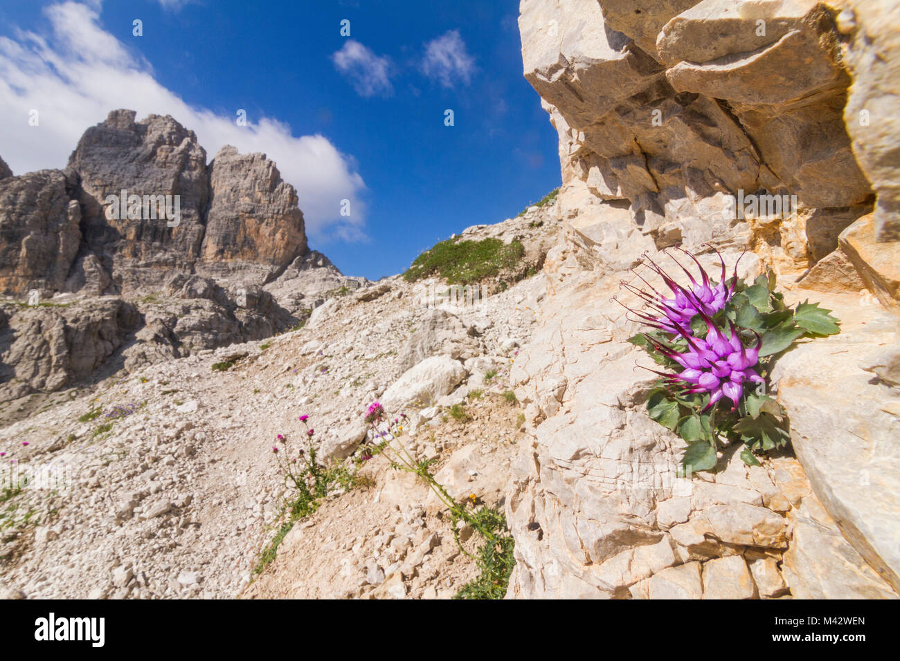 Alpine flowering landscape - Brenta Dolomites - Trentino Alto Adige Stock Photo