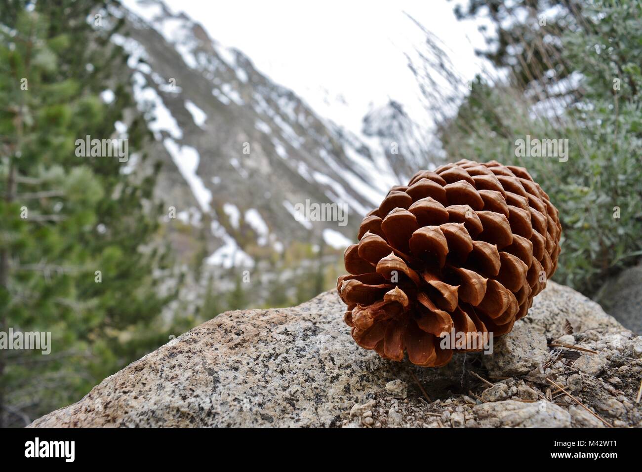 pine cone in the Inyo National Forest in California Stock Photo