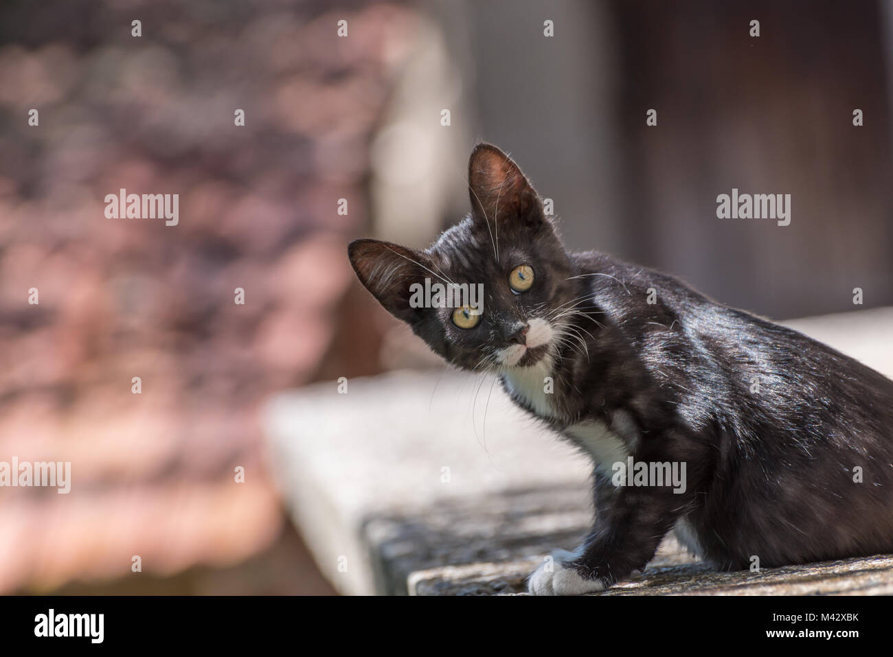 Black cat with white spots with blurred background Stock Photo