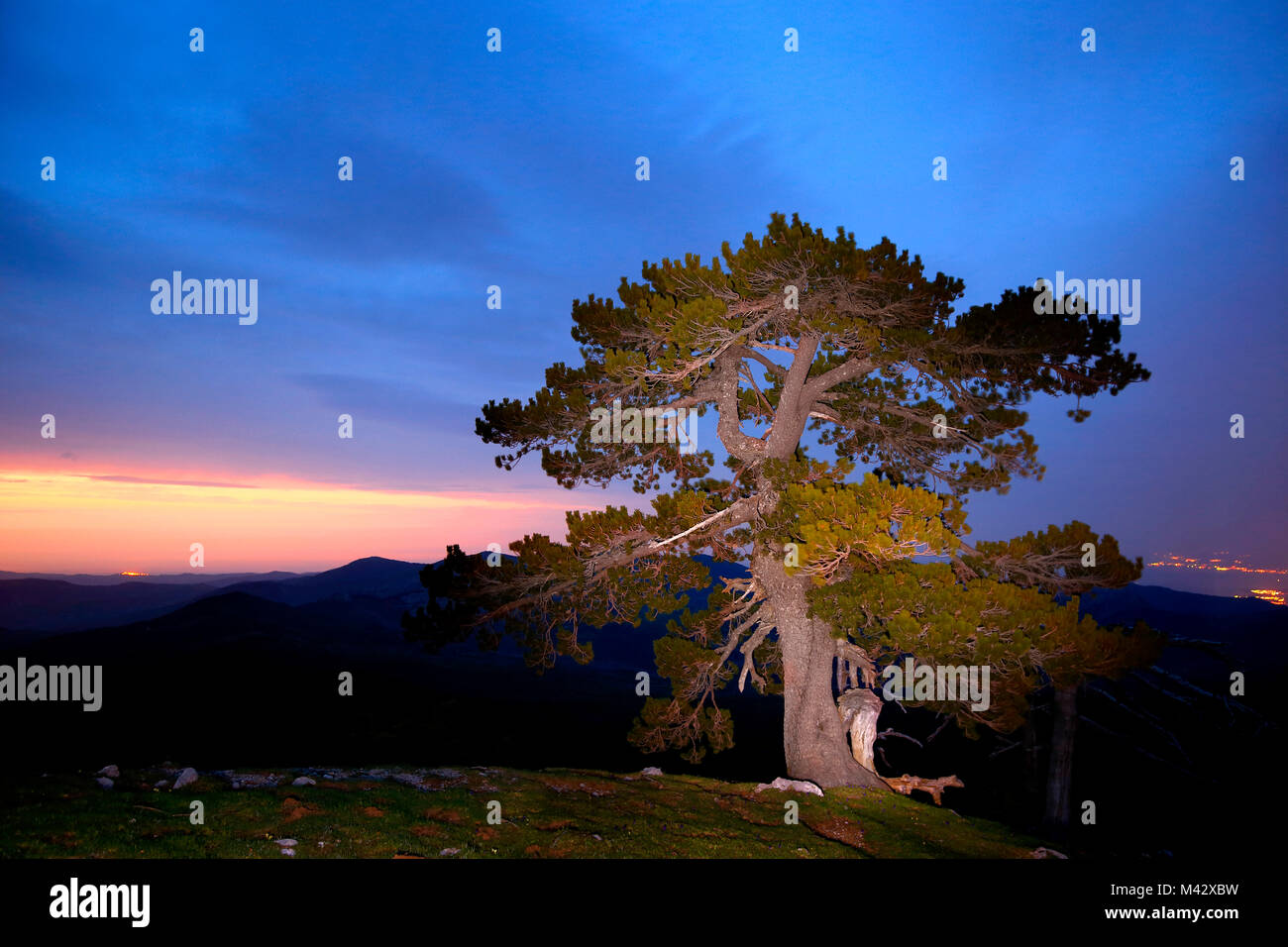 Bosnian pine in Pollino National Park, Potenza district, Basilicata, Italy Stock Photo
