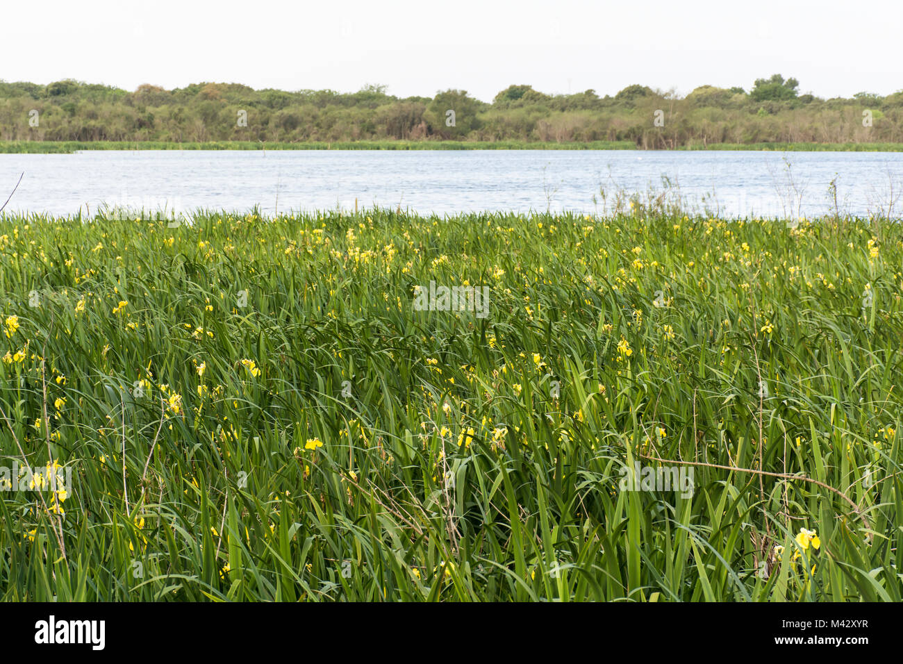 Yellow iris (Iris pseudacorus) flowering in Buenos Aires Costanera Sur Ecological Reserve, Argentina Stock Photo