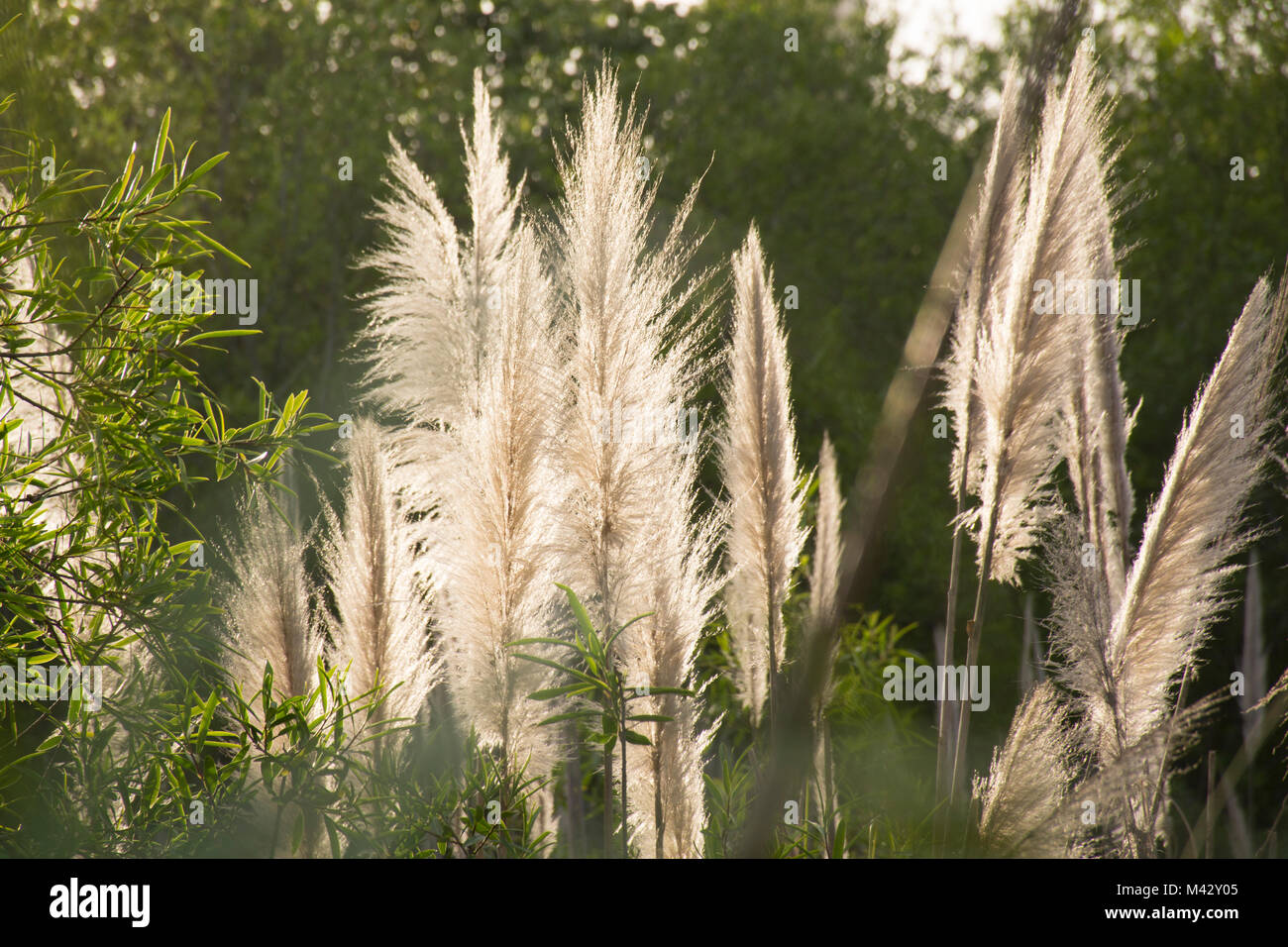 Pampas grass (cortaderia selloana) in Buenos Aires Costanera Sur Ecological Reserve, Argentina Stock Photo