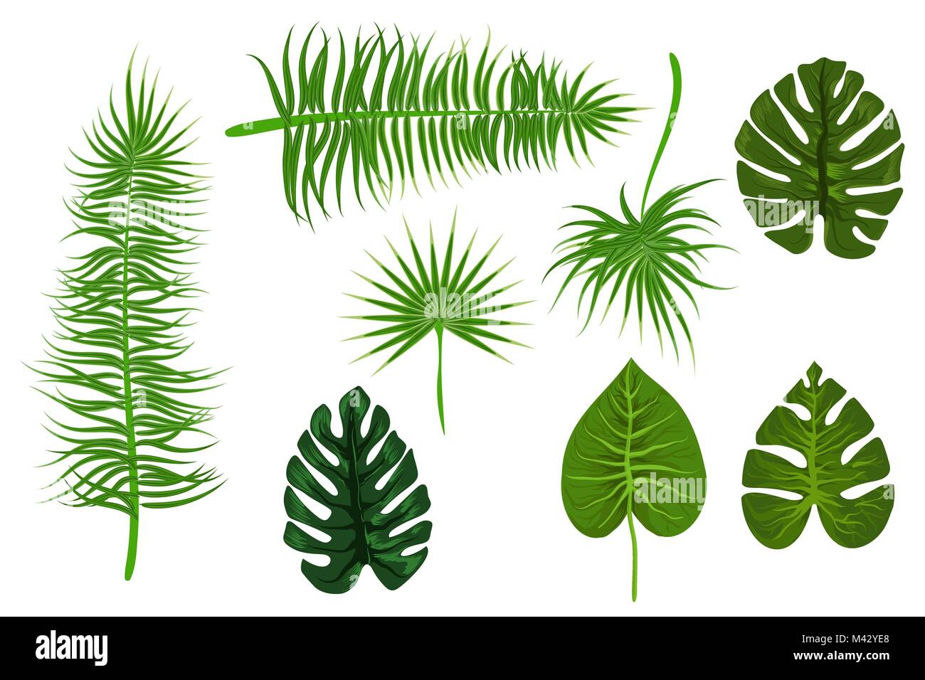 Tropical backgroung palm leaf Stock Vector Image & Art - Alamy