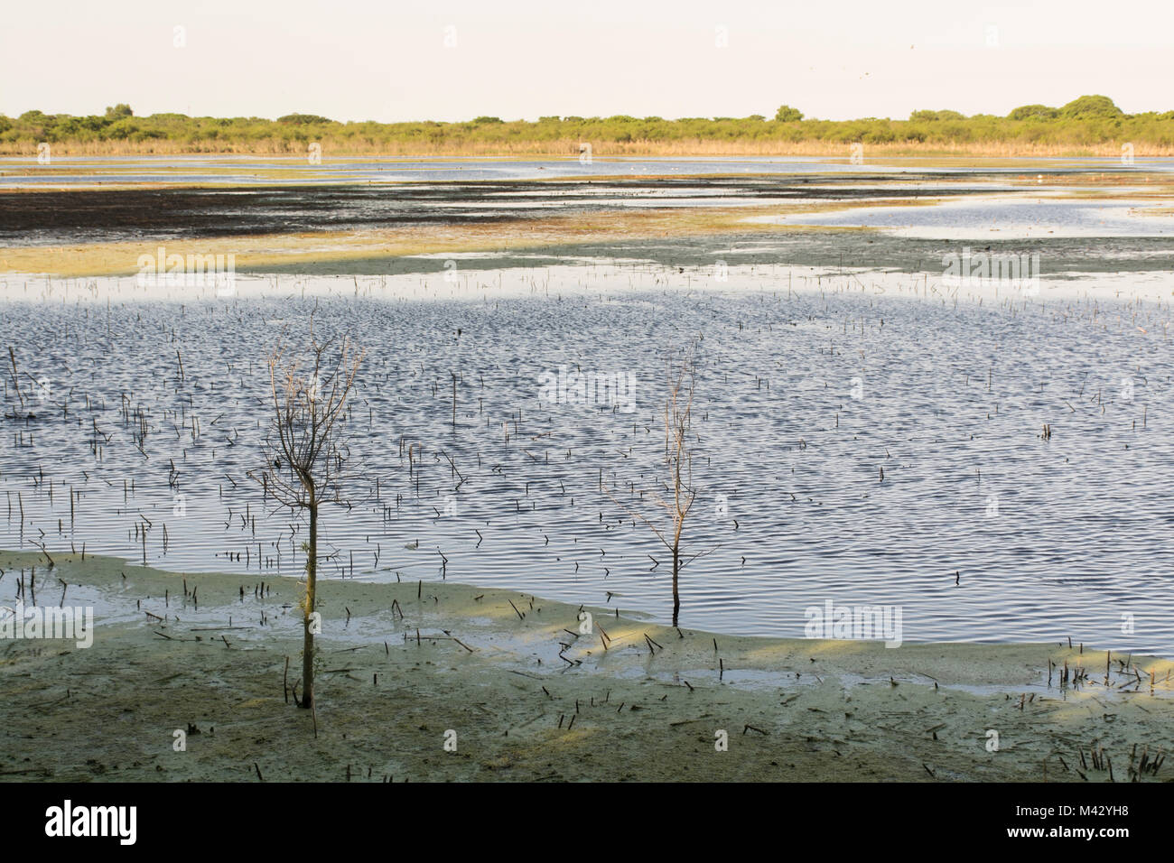 Buenos Aires Costanera Sur Ecological Reserve, Argentina Stock Photo