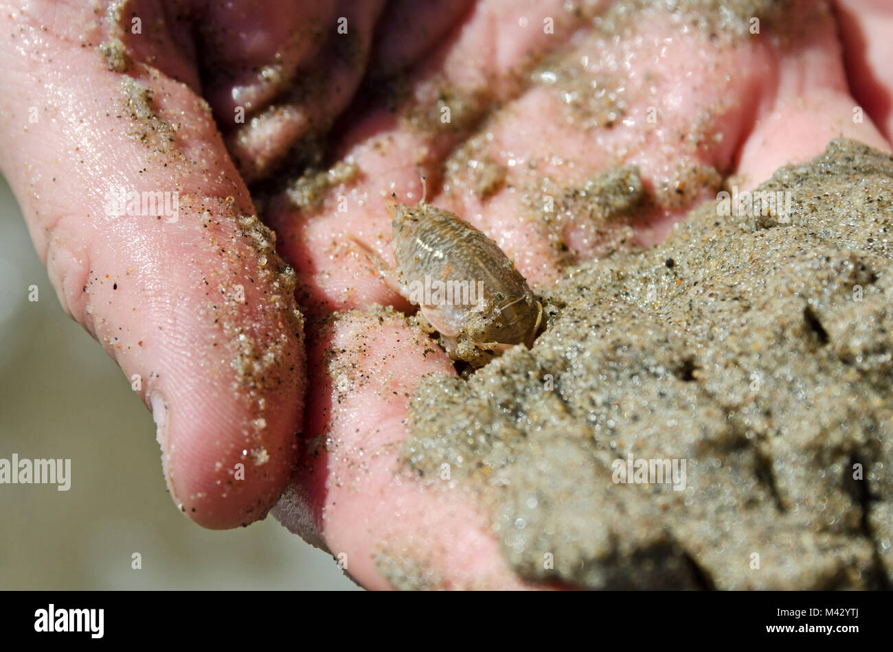 Hand holding a mole crab (Emerita analoga), El Matador State Beach, Malibu, California. Stock Photo