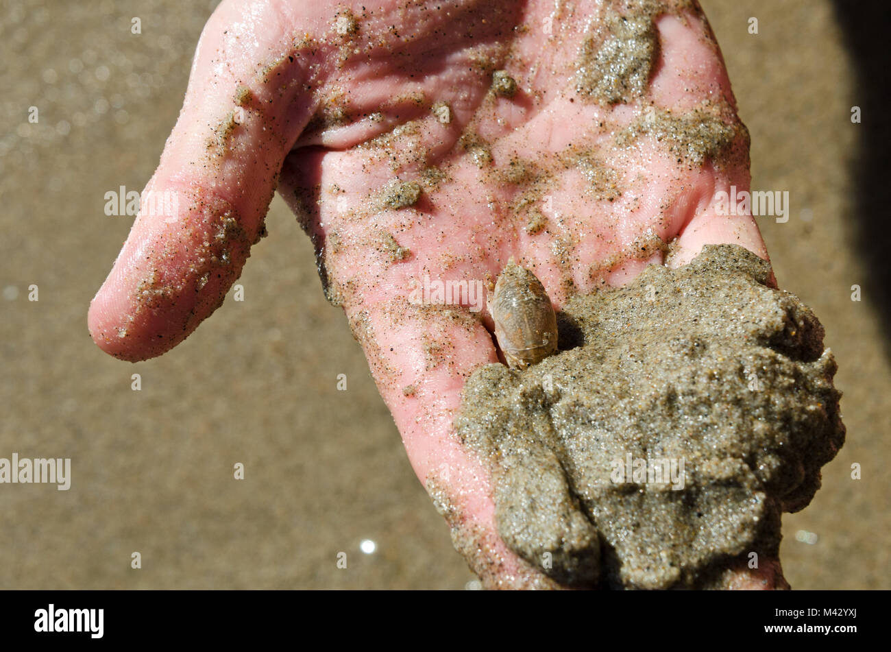 Hand holding a mole crab (Emerita analoga), El Matador State Beach, Malibu, California. Stock Photo