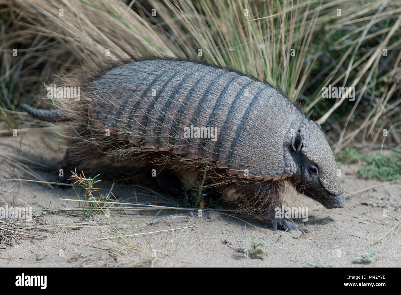 south american armadillo walking across sand at peninsula valdes patagonia aregntina south america Stock Photo