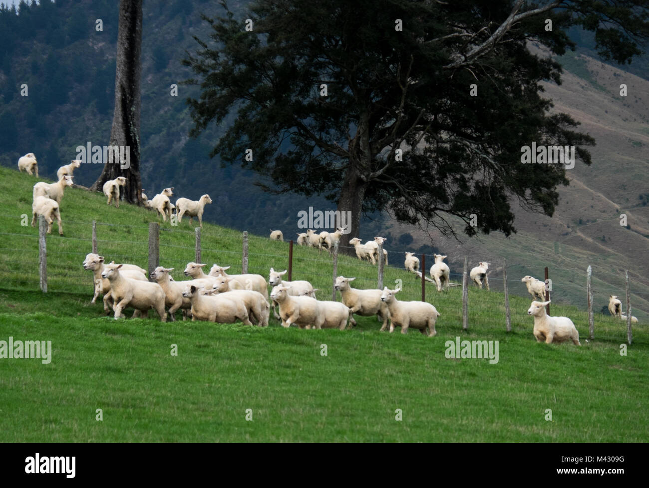 sheep-farm-new-zealand-stock-photo-alamy