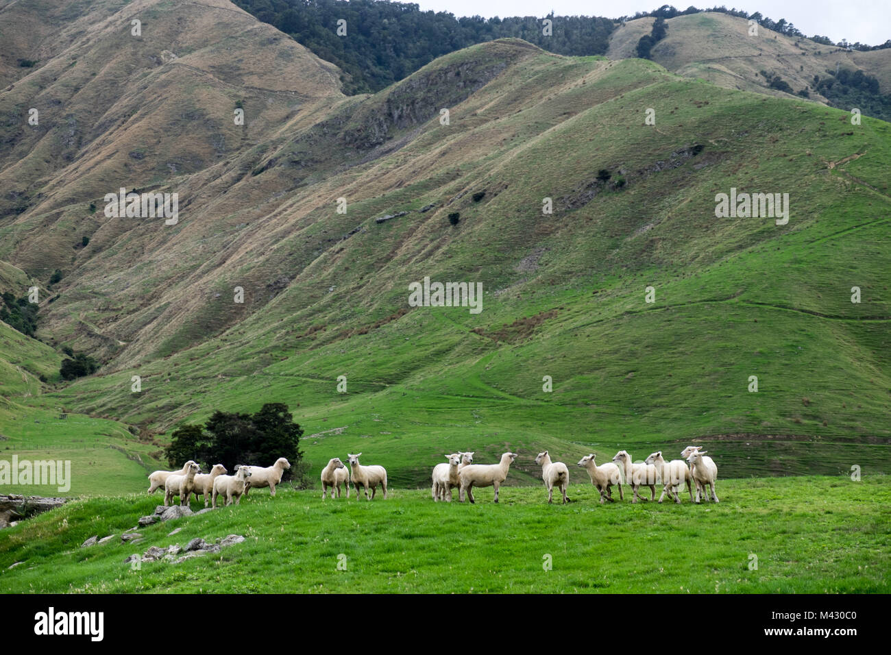Sheep farm New Zealand Stock Photo Alamy