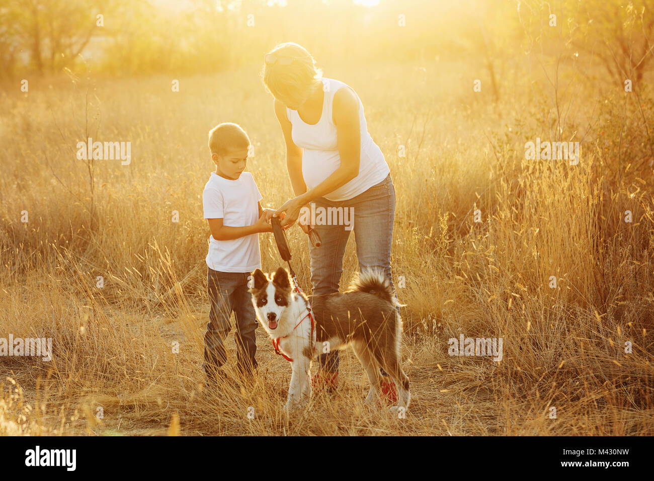 Family time. A pregnant mother walks with her son and dog in a golden meadow. Pedigree dog Yakut Husky. Stock Photo