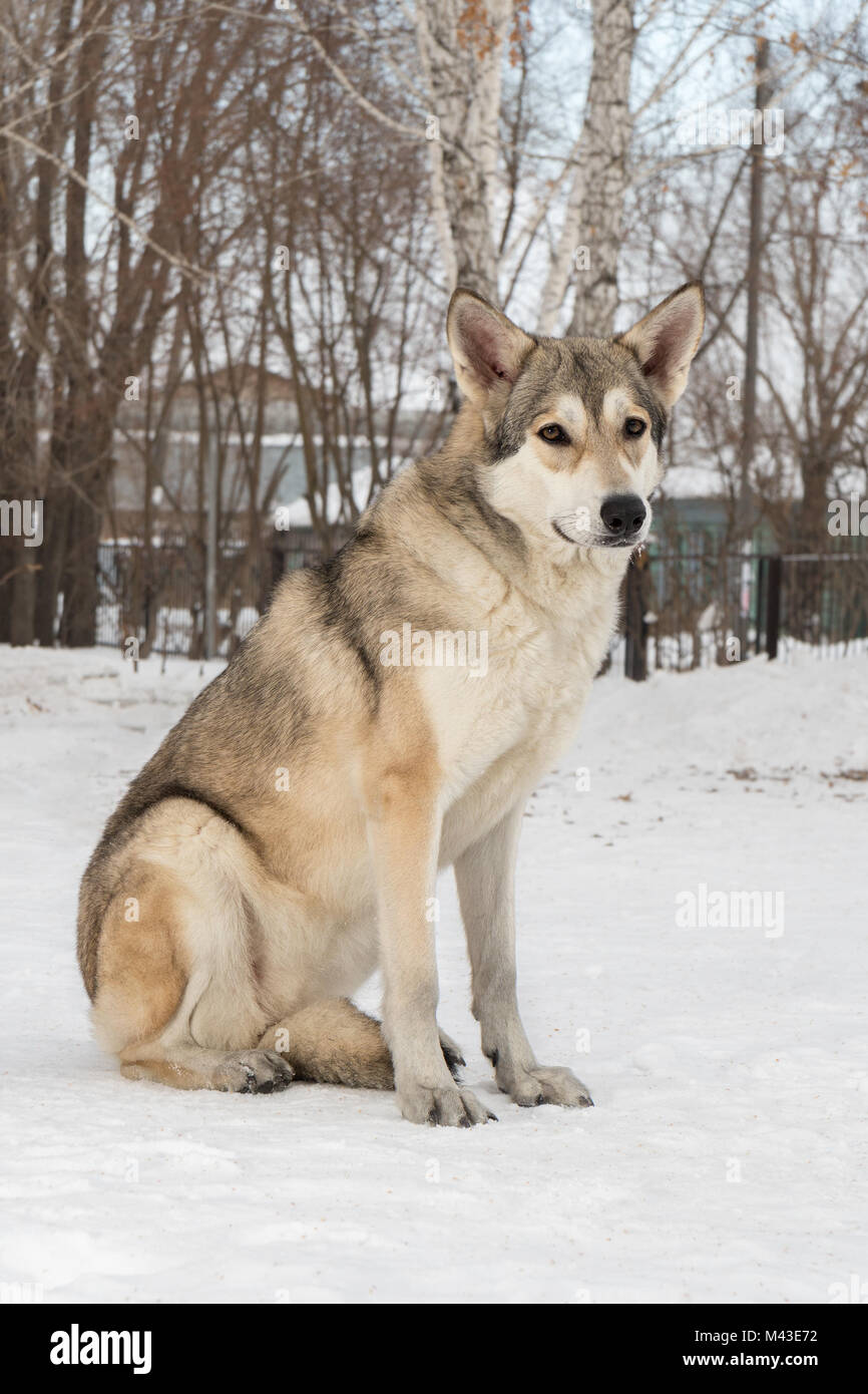Beautiful female dog of Saarloos wolfhound in winter park Stock Photo