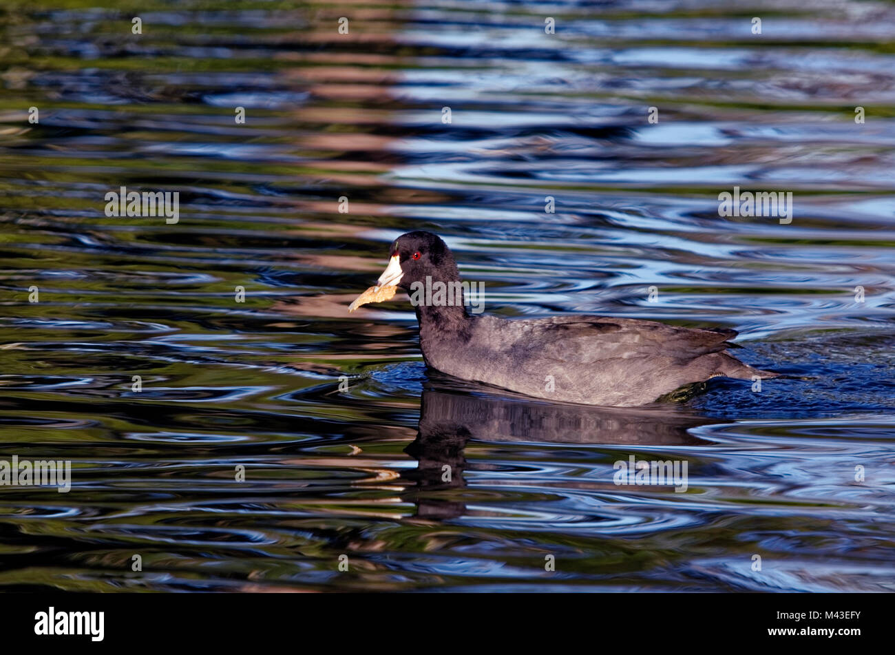 American Coot-Fulica americana Stock Photo