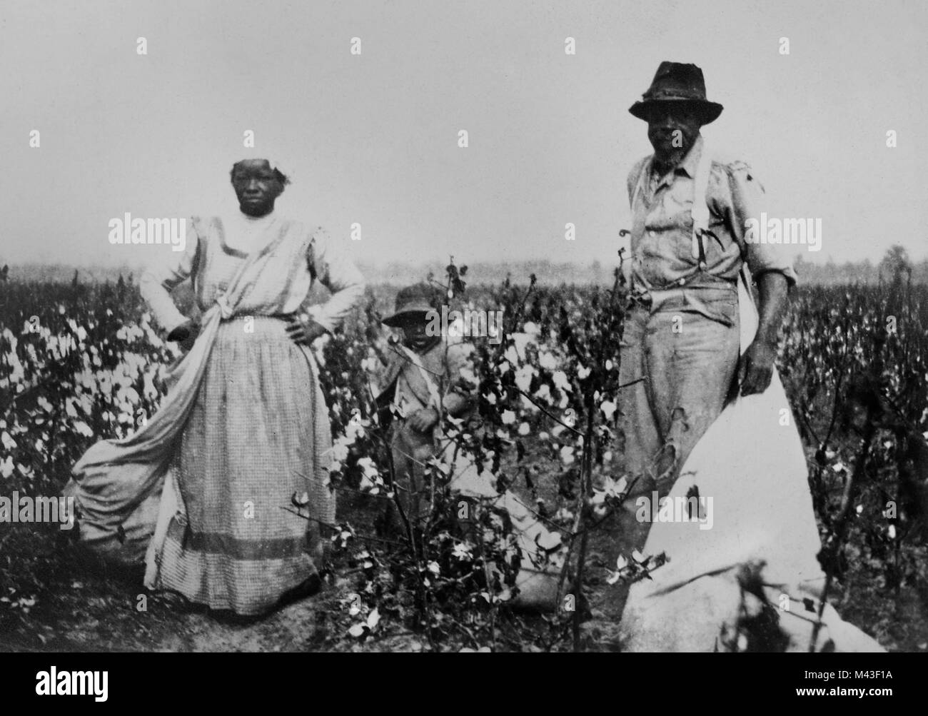 African American sharecroppers work a cotton field in the MIssissippi delta, ca. 1910. Stock Photo