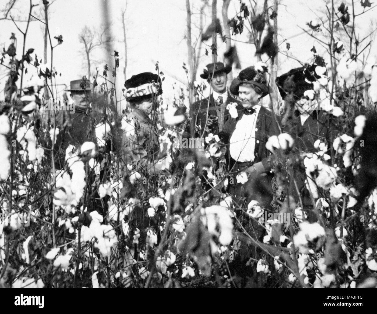 Three wealthy women and two wealthy men play in the cotton while touring a plantation in the American South, ca. 1910. Stock Photo