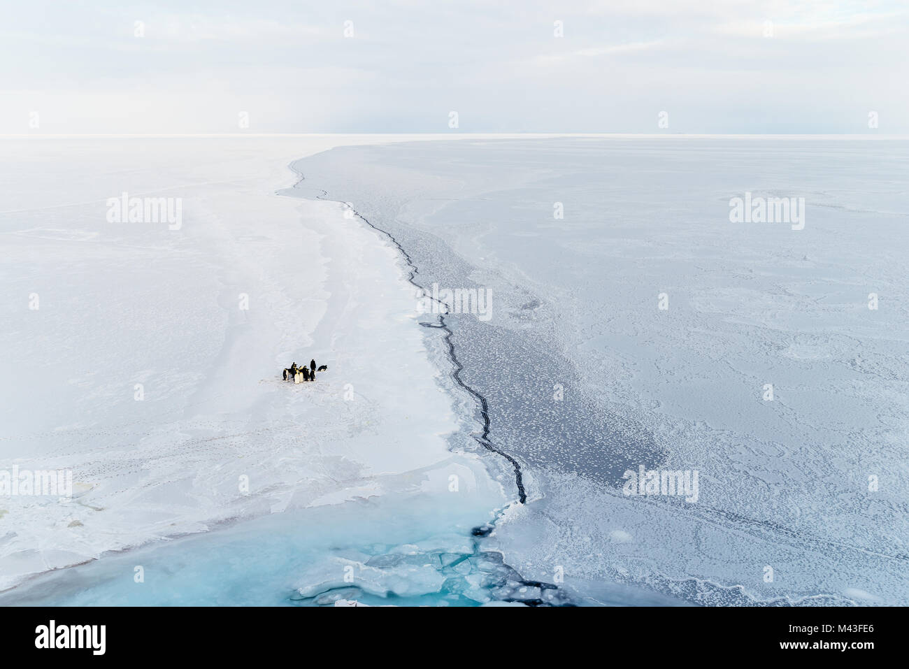 A small group of emperor penguins near a crack in the sea ice. Ross Sea, Antarctica. Stock Photo