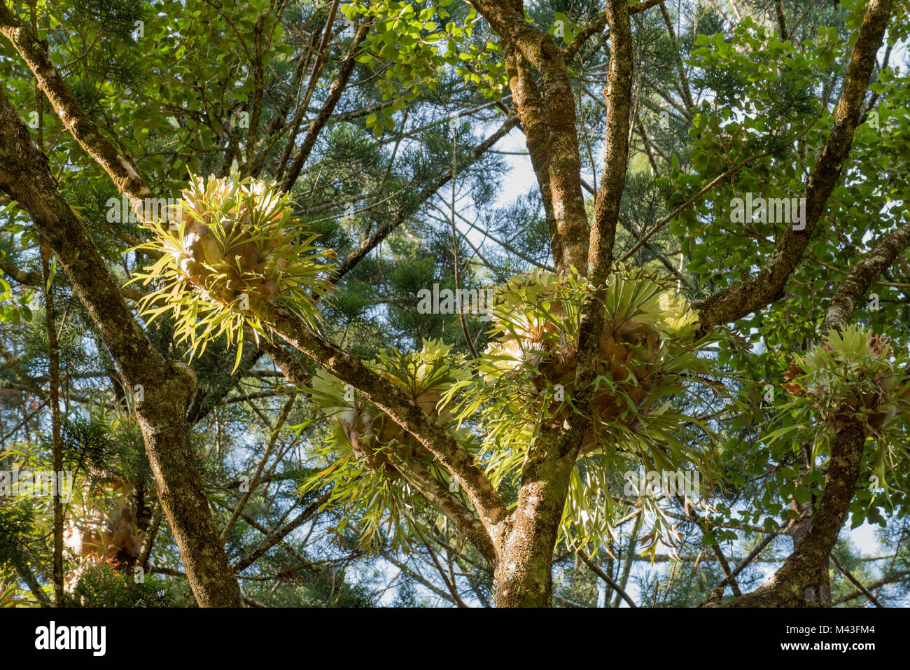 Massed Elkhorn plants (Platycerium bifurcatum) growing high in the canopy of a Hoop Pine forest in the Yarriabini National Park in NSW, Australia Stock Photo