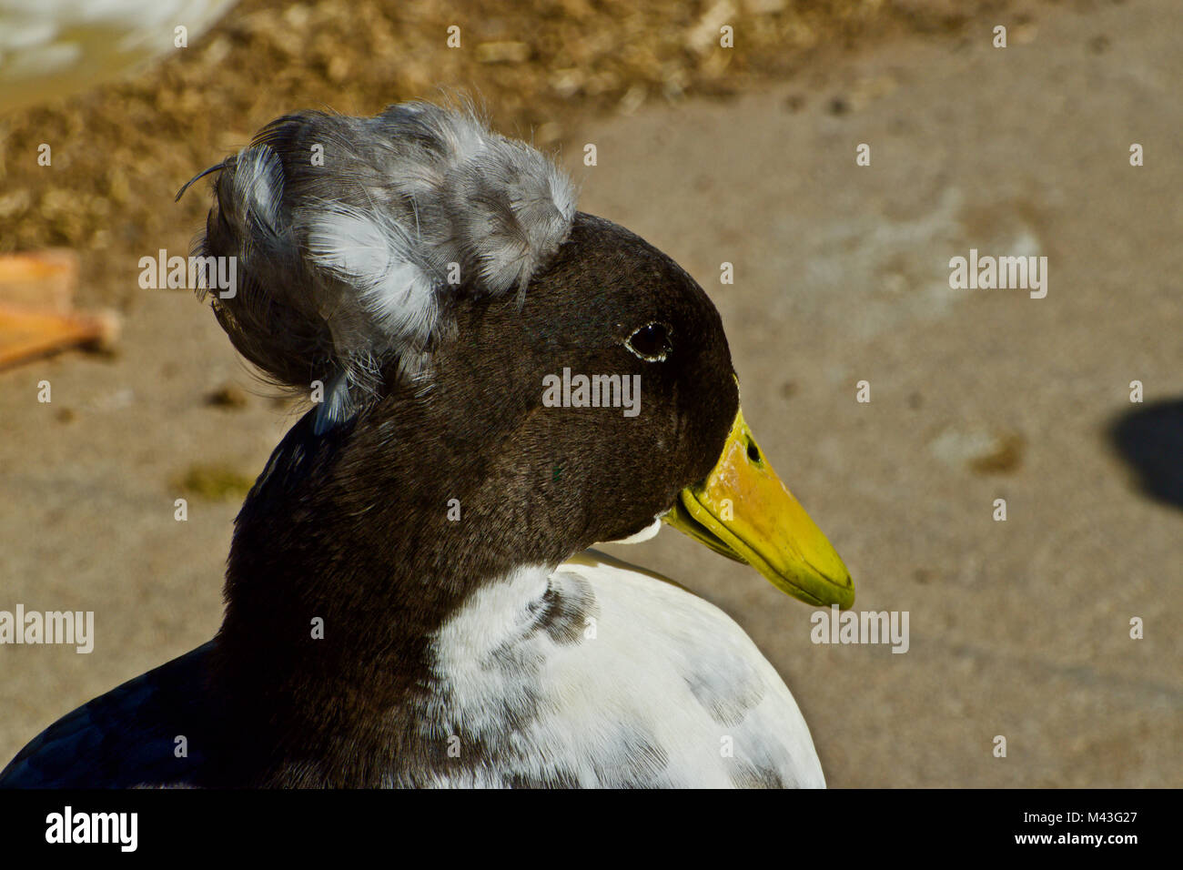 Tame Duck Oddity, Lindsey Park Lake, Canyon, Texas Stock Photo