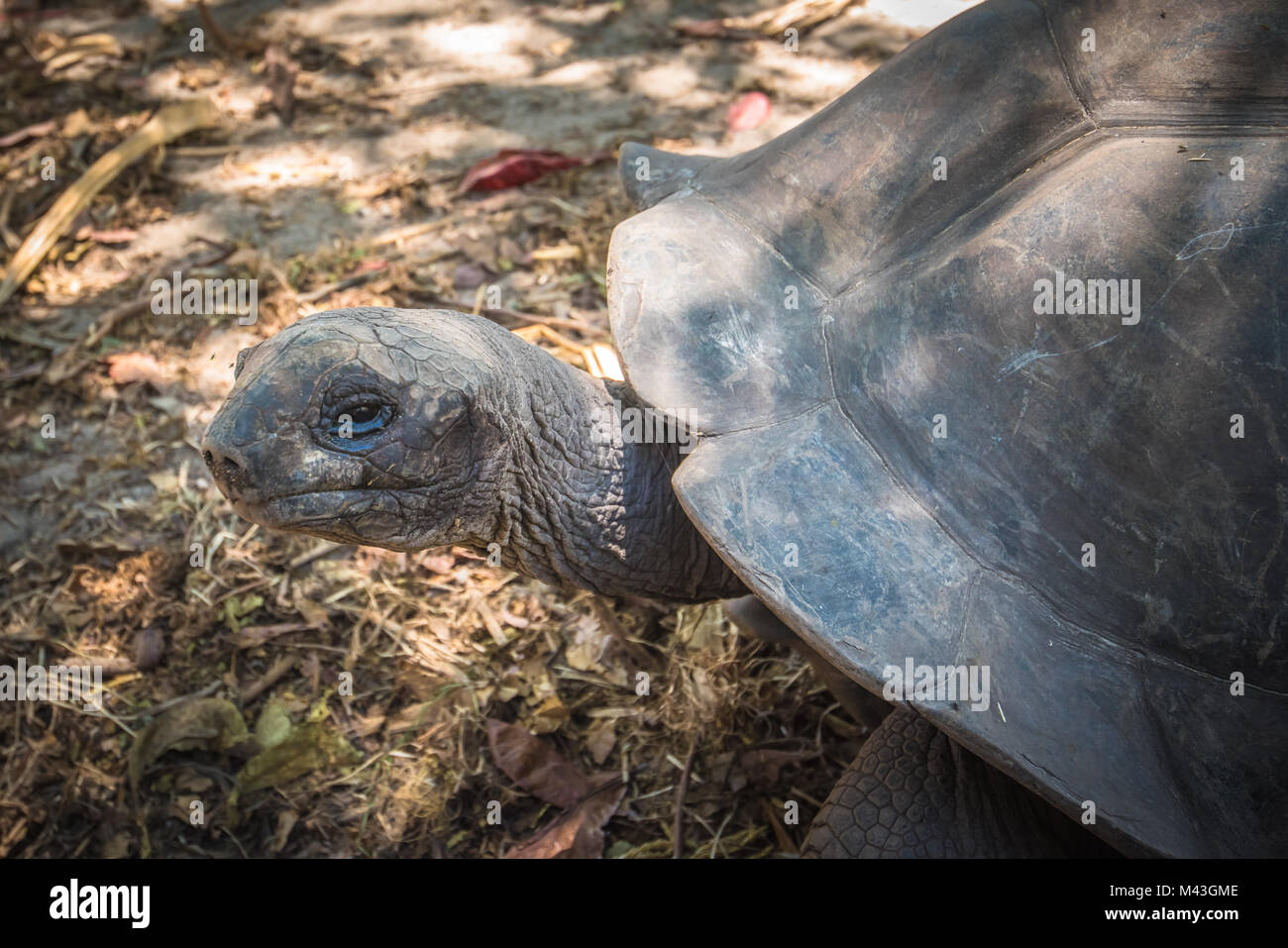 Seychelles Giant Tortoise Stock Photo - Alamy