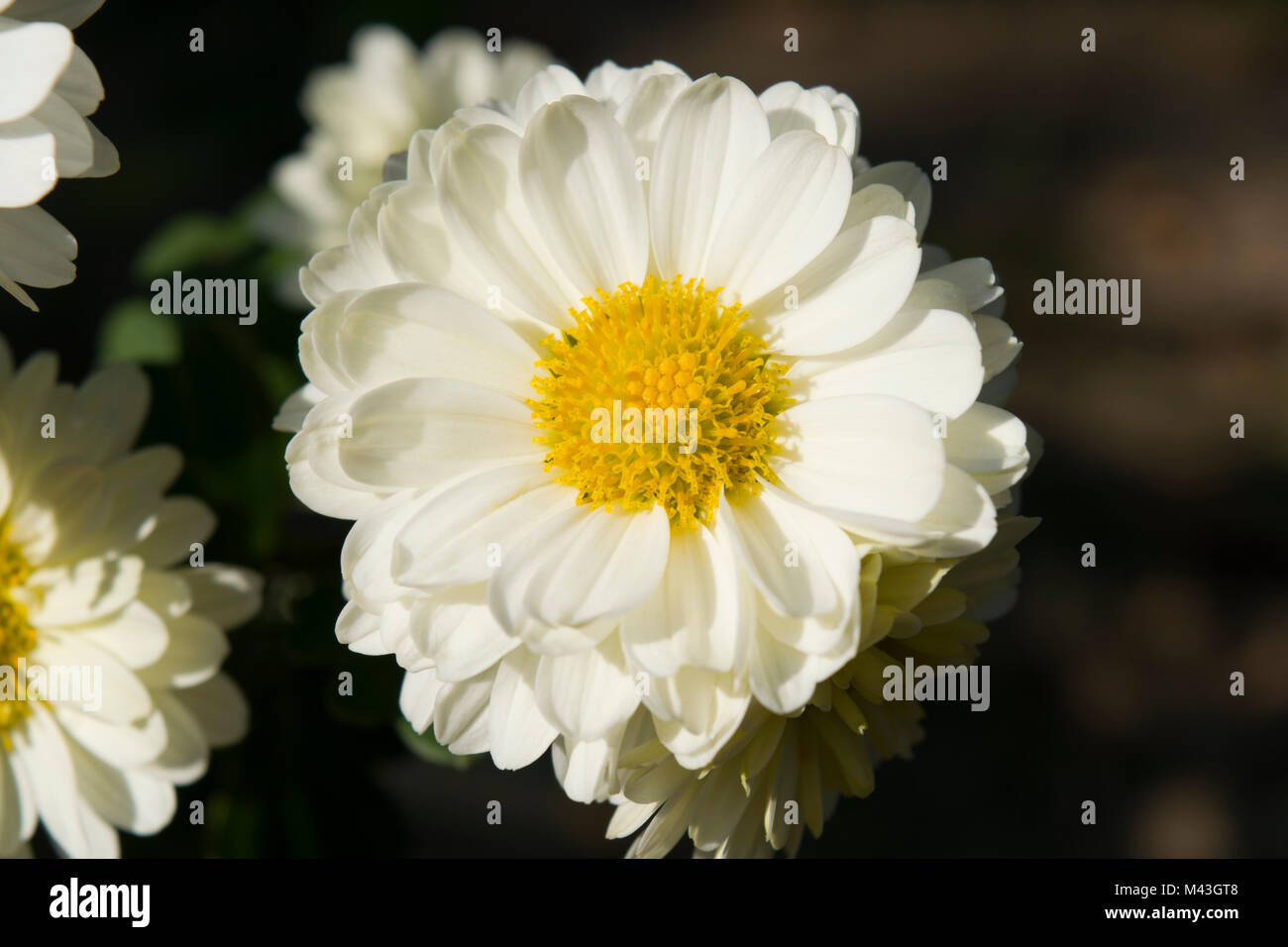 Flowers in the garden in autumn: a beautiful white and sunshine yellow chrysanthemums flower head. Stock Photo