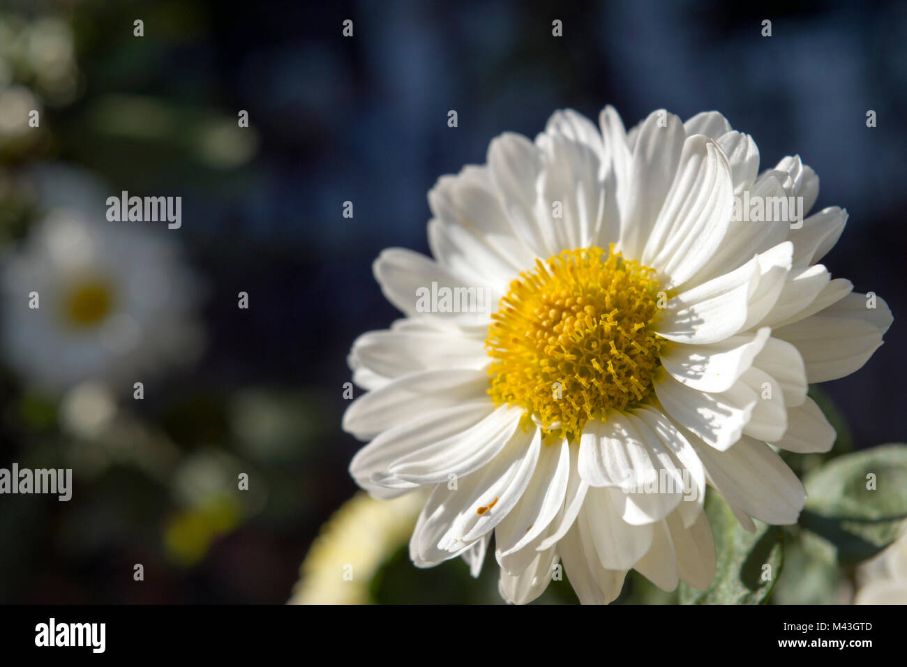 Chrysanthemums, the favorite flower for the month of November. Yellow