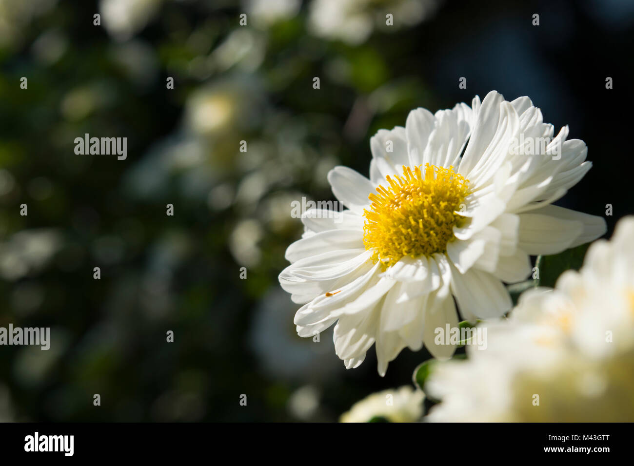Chrysanthemums, the favorite flower for the month of November. Yellow