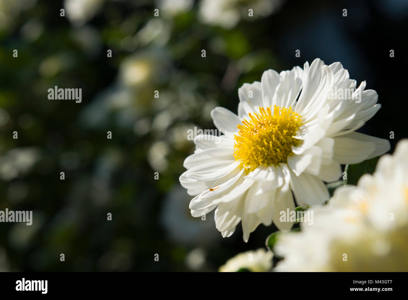 Chrysanthemums, the favorite flower for the month of November. Yellow or white chrysanthemum flowers are used in the Chinese cuisine. Stock Photo