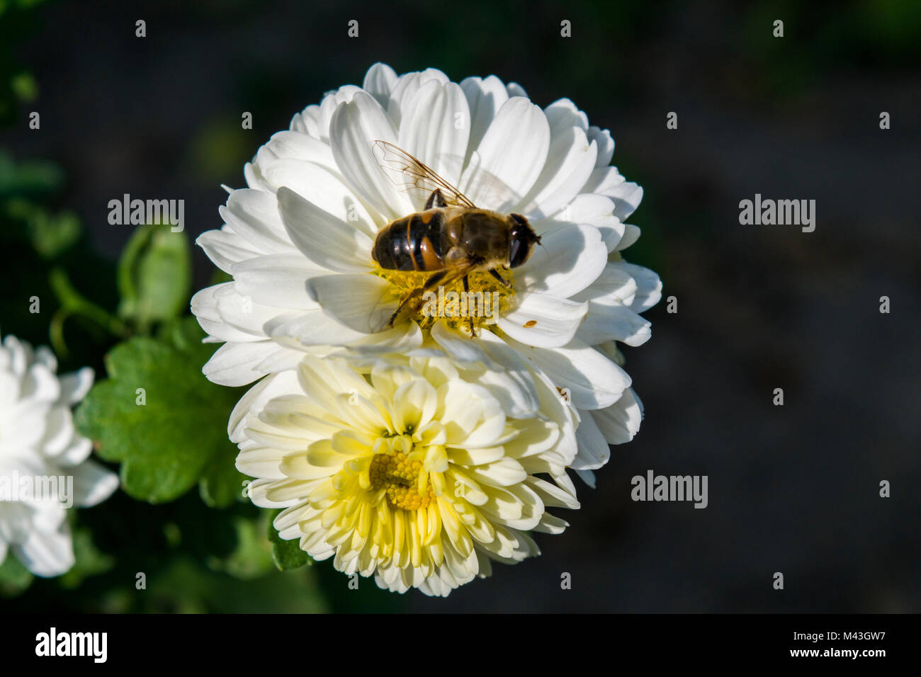 White chrysanthemum flowers hires stock photography and images Alamy
